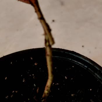 Yaban Mersini Fidelerinde Görsel Ve Kalite Uyuşmazlığı