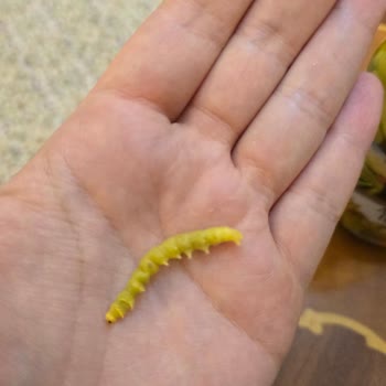 Kavanozda Kurt: Tukaş Turşusunda Hijyen İhlali