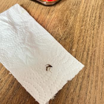 Sarelle Kakaolu Fındık Ezmesi Kavanozunda Sinek Tespit Edildi