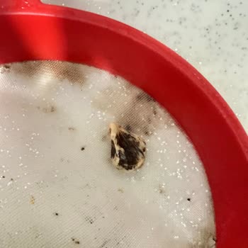 BİM Kakao Ürününde Yabancı Madde Bulunduğu İçin Sağlık Endişesi Ve İade Talebi