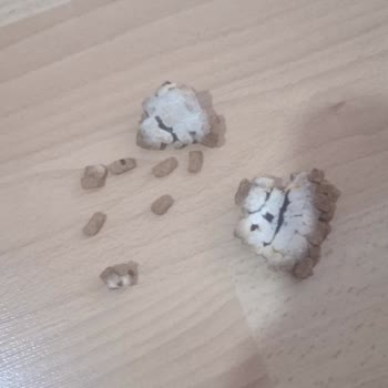 Trendyol'dan Gelen Küflü Kedi Maması İçin Tam İade Ve Veteriner Masrafı Talebi