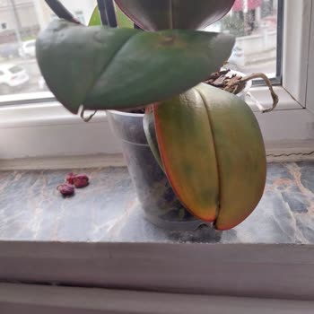 Sağlıksız Çiçek Teslimatı Ve İade Reddi