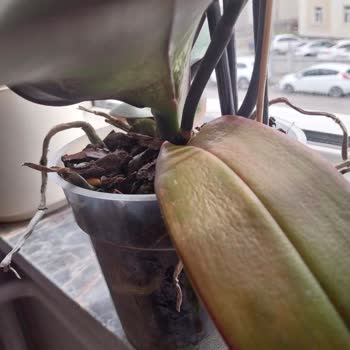 Sağlıksız Çiçek Teslimatı Ve İade Reddi