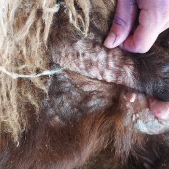 Köyde Veteriner Hekim Yokluğu Ve Çiçek Hastalığı