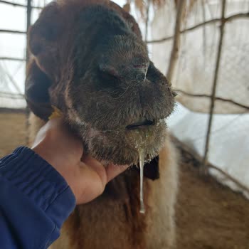 Köyde Veteriner Hekim Yokluğu Ve Çiçek Hastalığı