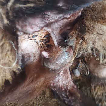 Köyde Veteriner Hekim Yokluğu Ve Çiçek Hastalığı