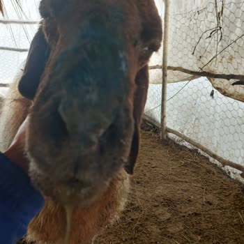 Köyde Veteriner Hekim Yokluğu Ve Çiçek Hastalığı