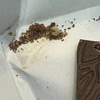 Ömürlü Pastanesi Çikolatanın İçinden Kurt Çıktı!