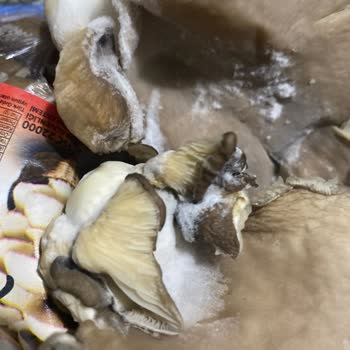 Getir'den Gelen Küflü İstiridye Mantarı İçin Tam İade Ve Geri Arama Talebi