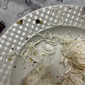 Pişmaniyede Böcek Çıktı, Hijyen İhlali