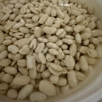 Duru Fasulyelerin Neredeyse Tamamının Ortadan İkiye Ayrılması