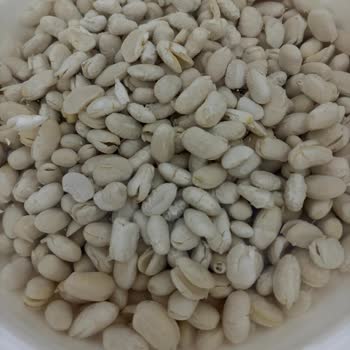 Duru Fasulyelerin Neredeyse Tamamının Ortadan İkiye Ayrılması