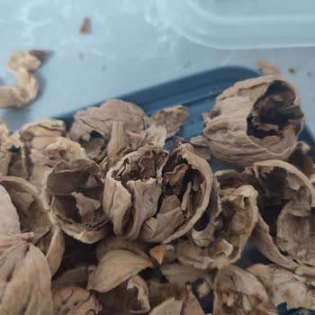 Ceviz Siparişinde Tekrarlanan Kalitesiz Ürün Ve Cevapsız Müşteri Hizmeti