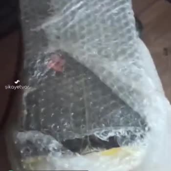 Penguen Soğutma Kanunsuz