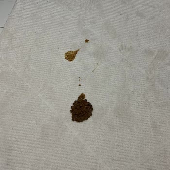 Ambalaj Eksikliği Nedeniyle Sahte Kedi Mamamı İçin İade Reddi