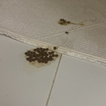 Ambalaj Eksikliği Nedeniyle Sahte Kedi Mamamı İçin İade Reddi