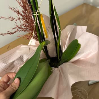 Çiçek Sepeti'nde Gelen Ölü Orkide Ve Müşteri Hizmetlerinden Yanıt Almama