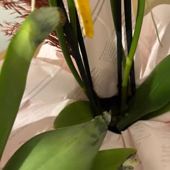 Çiçek Sepeti'nde Gelen Ölü Orkide Ve Müşteri Hizmetlerinden Yanıt Almama