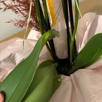 Çiçek Sepeti'nde Gelen Ölü Orkide Ve Müşteri Hizmetlerinden Yanıt Almama