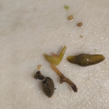 Migros'ta Penguen Bezelye Konservesinde Yabancı Bitki Parçası