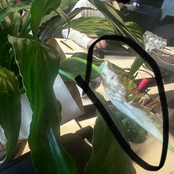 Gönderilen Çiçek Görseliyle Uyuşmuyor Ve Çürük, İade Talebi