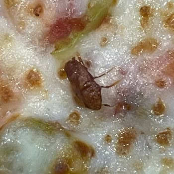 Little Caesars Hijyen Açısından Son Derece Sorunlu!