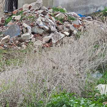 Milas Belediyesi Güllük Mahallesi’nde Başıboş Köpek Ve Domuz Sorunları Çözülmedi