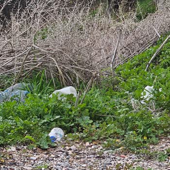 Milas Belediyesi Güllük Mahallesi’nde Başıboş Köpek Ve Domuz Sorunları Çözülmedi
