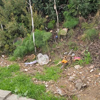 Milas Belediyesi Güllük Mahallesi’nde Başıboş Köpek Ve Domuz Sorunları Çözülmedi
