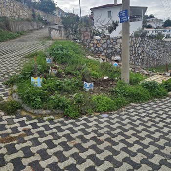 Milas Belediyesi Güllük Mahallesi’nde Başıboş Köpek Ve Domuz Sorunları Çözülmedi