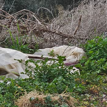 Milas Belediyesi Güllük Mahallesi’nde Başıboş Köpek Ve Domuz Sorunları Çözülmedi