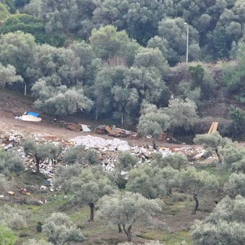 Milas Belediyesi Güllük Mahallesi’nde Başıboş Köpek Ve Domuz Sorunları Çözülmedi