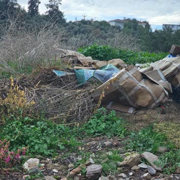 Milas Belediyesi Güllük Mahallesi’nde Başıboş Köpek Ve Domuz Sorunları Çözülmedi
