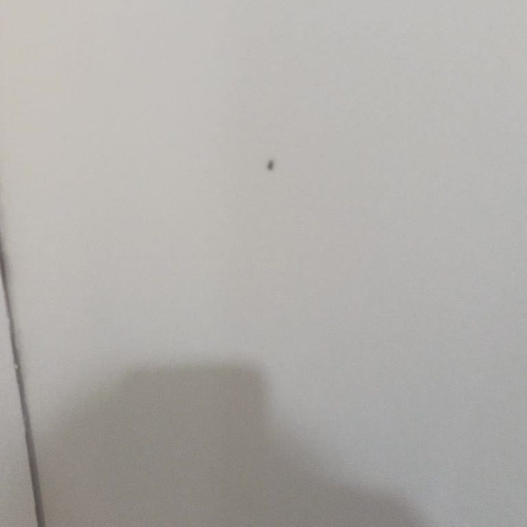 Keskinoğlu Yumurtasında Kalorifer Böcekleri Ve Marketin Sorumluluk Reddi