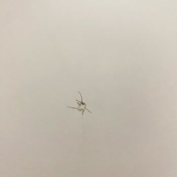 Kırık Sandalye Bacağı, Deforme Gardırop Ve Yanlış Renkli Koltuk Başlığı: Parça Değişimi Talebi