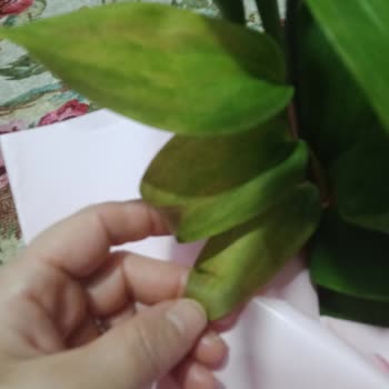 Ayıplı Çiçek Gönderimi Sonrası Yetersiz Telafi Teklifi