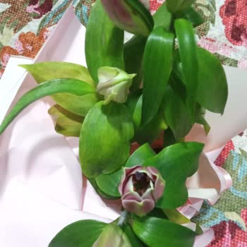 Ayıplı Çiçek Gönderimi Sonrası Yetersiz Telafi Teklifi