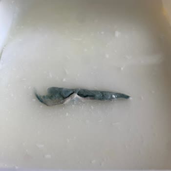 Polis Kantininde Yörsan Süzme Peynirde Küflü Bez Parçası Bulundu!