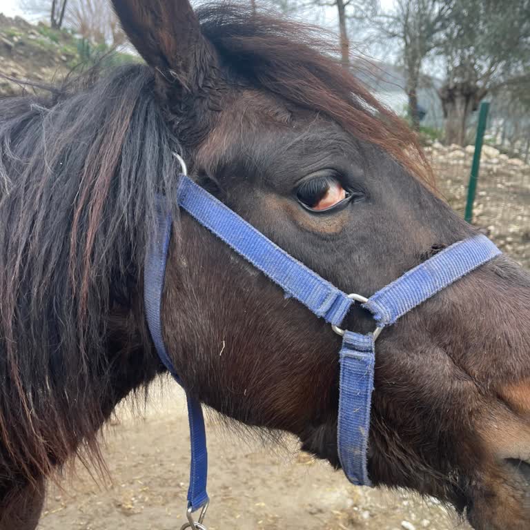 Aydem’in Uzun Süren Planlı Kesintisi Atı Hayati Tehlikeye Sokuyor