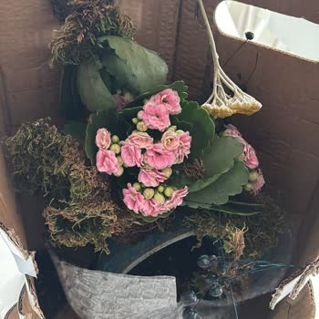 Kargo Çiçeğin Formunu Bozarak Ters Çevirdi