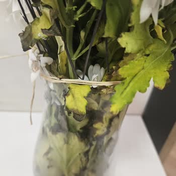 Can Vazo İçindeki Beyaz Papatyalar Solmuş Ve Çürük Olarak Teslim Edildi