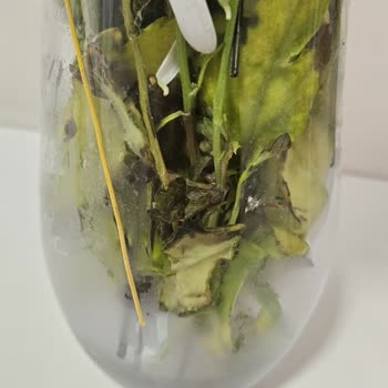 Can Vazo İçindeki Beyaz Papatyalar Solmuş Ve Çürük Olarak Teslim Edildi