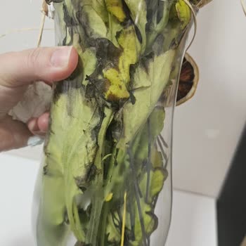 Can Vazo İçindeki Beyaz Papatyalar Solmuş Ve Çürük Olarak Teslim Edildi