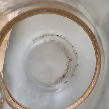 Filtre Değişimi Sonrası Yosunlu Su Ve Servisin Umursamaz Tutumu