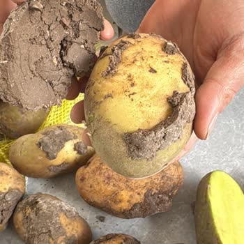 Metro Grossmarket Çürük Patates Satışı!
