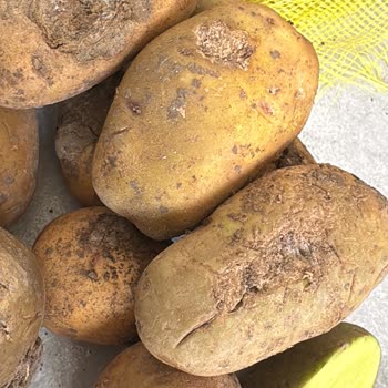 Metro Grossmarket Çürük Patates Satışı!