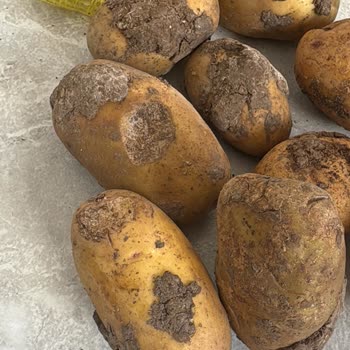 Metro Grossmarket Çürük Patates Satışı!