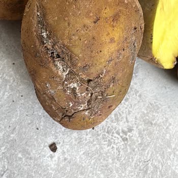 Metro Grossmarket Çürük Patates Satışı!