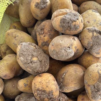 Metro Grossmarket Çürük Patates Satışı!