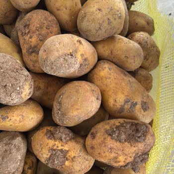 Metro Grossmarket Çürük Patates Satışı!